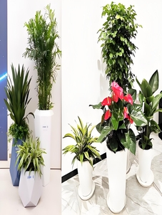 奉化绿化养护价格 奉化绿化养护价格